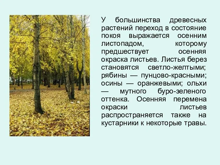 У большинства древесных растений переход в состояние покоя выражается осенним листопадом,