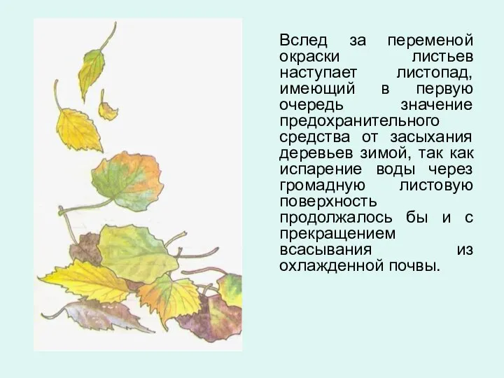 Вслед за переменой окраски листьев наступает листопад, имеющий в первую очередь