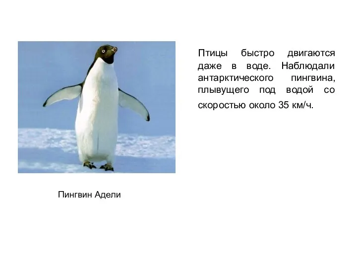 Птицы быстро двигаются даже в воде. Наблюдали антарктического пингвина, плывущего под