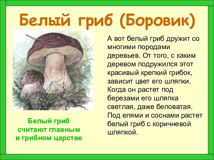 Белый гриб (Боровик) А вот белый гриб дружит со многими породами