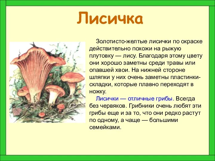 Лисичка Золотисто-желтые лисички по окраске действительно похожи на рыжую плутовку —