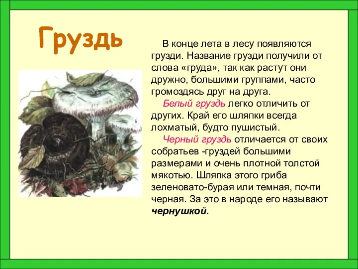 Груздь В конце лета в лесу появляются грузди. Название грузди получили