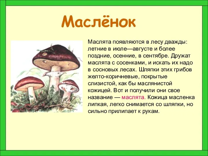 Маслёнок Маслята появляются в лесу дважды: летние в июле—августе и более