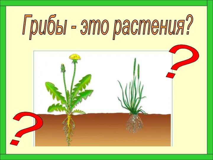 Грибы - это растения? ? ?