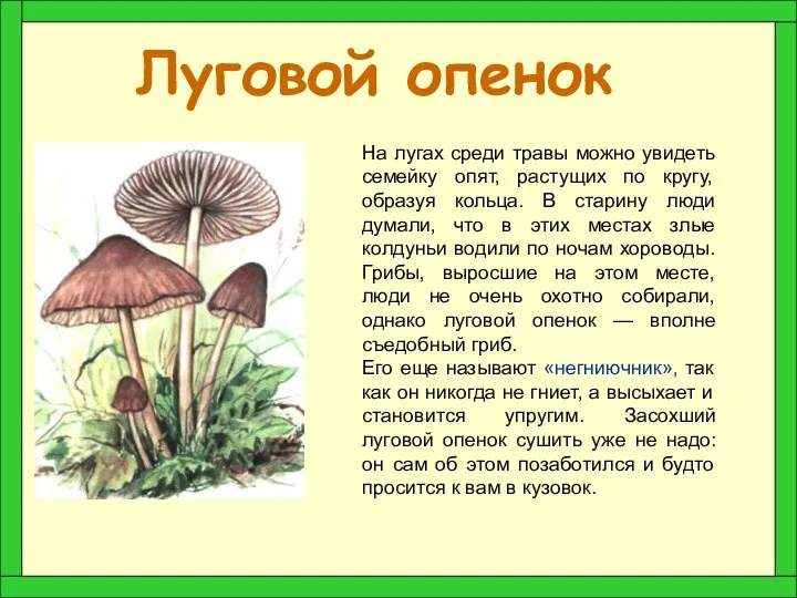 Луговой опенок На лугах среди травы можно увидеть семейку опят, растущих