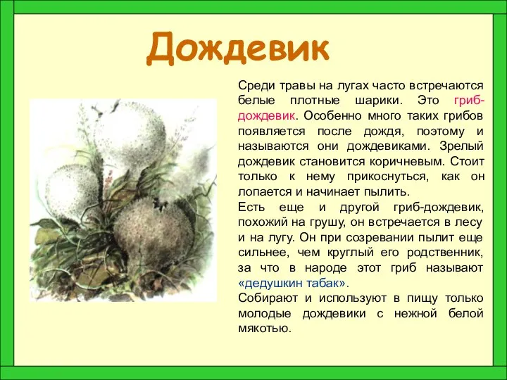 Дождевик Среди травы на лугах часто встречаются белые плотные шарики. Это