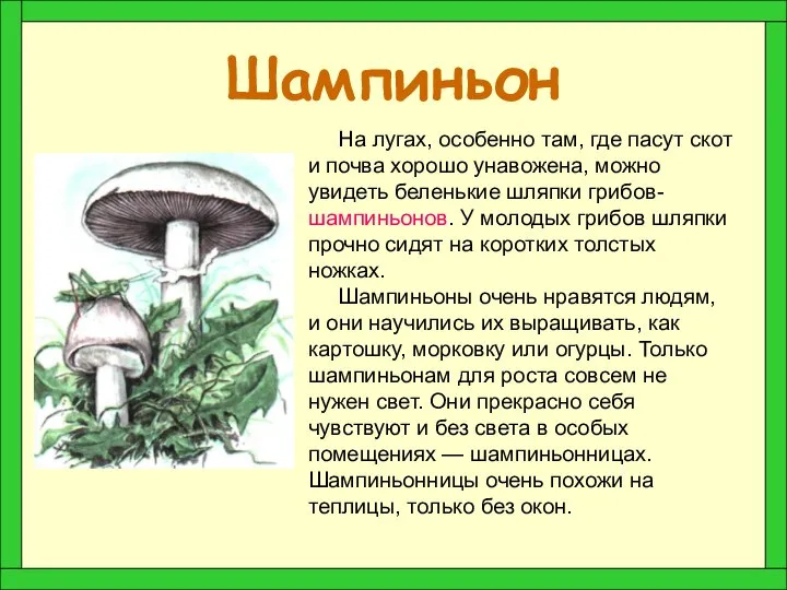 Шампиньон На лугах, особенно там, где пасут скот и почва хорошо