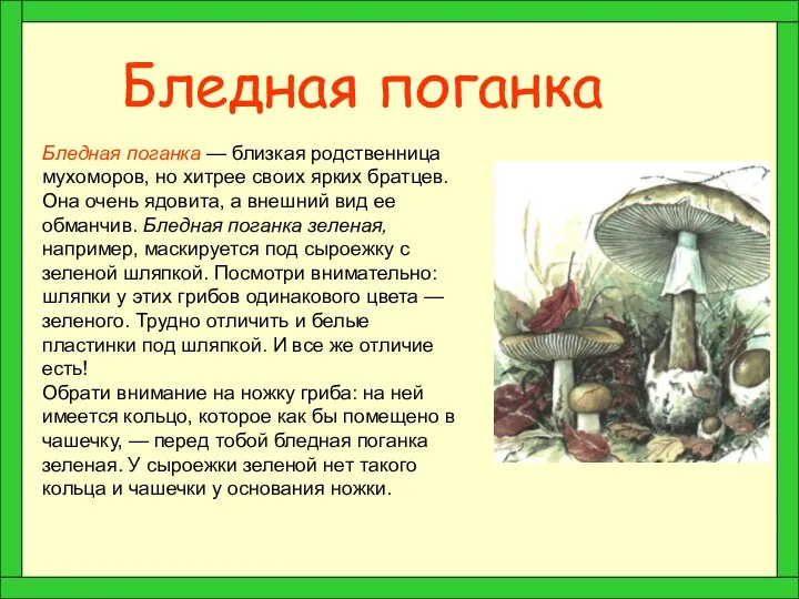 Бледная поганка Бледная поганка — близкая родственница мухоморов, но хитрее своих