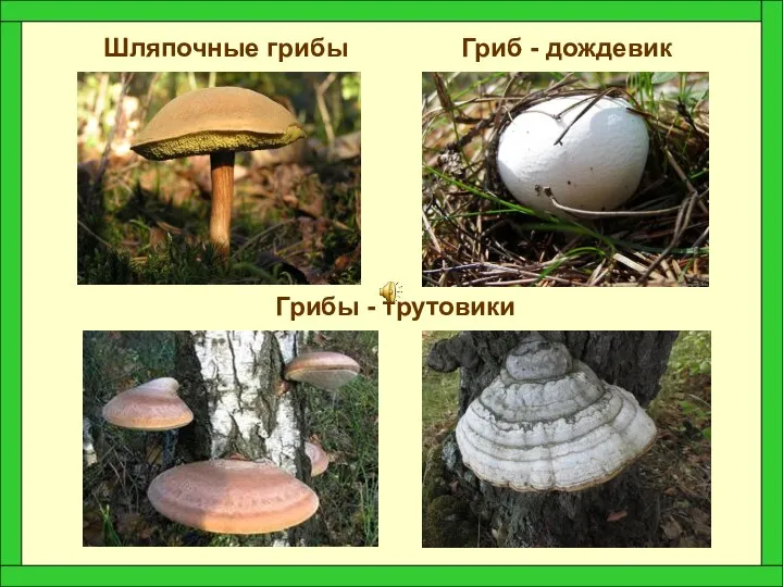Шляпочные грибы Гриб - дождевик Грибы - трутовики