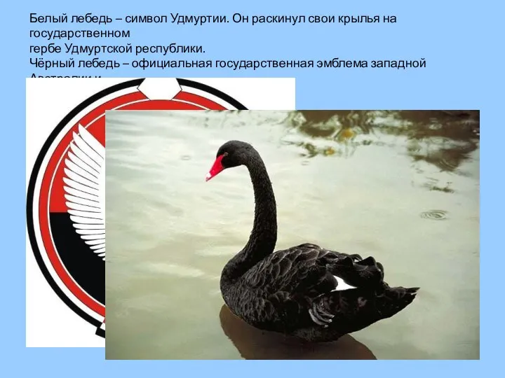 Белый лебедь – символ Удмуртии. Он раскинул свои крылья на государственном