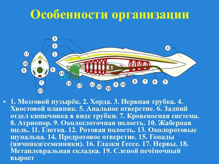 Особенности организации 1. Мозговой пузырёк. 2. Хорда. 3. Нервная трубка. 4.