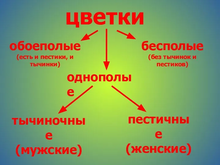 цветки обоеполые (есть и пестики, и тычинки) однополые бесполые (без тычинок