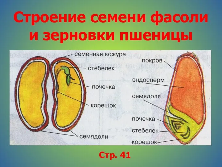 Строение семени фасоли и зерновки пшеницы Стр. 41