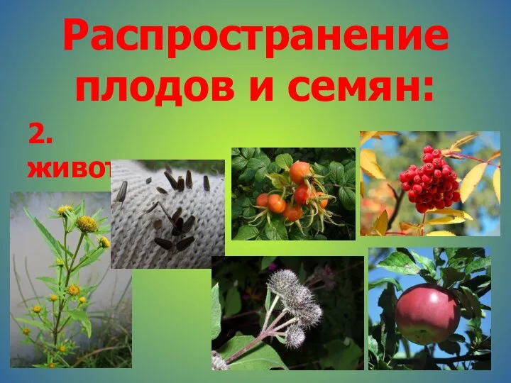 Распространение плодов и семян: 2. животными