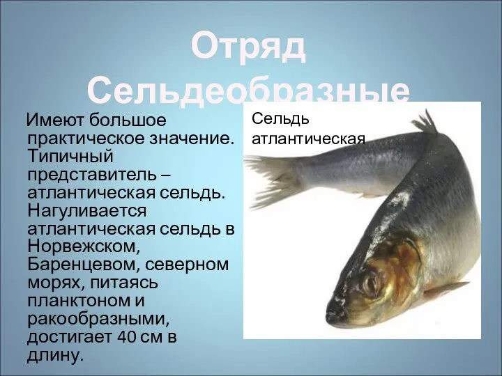 Имеют большое практическое значение. Типичный представитель – атлантическая сельдь. Нагуливается атлантическая