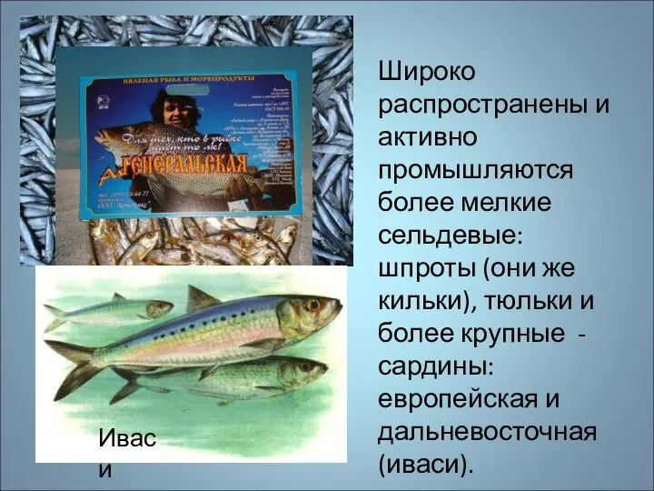 Широко распространены и активно промышляются более мелкие сельдевые: шпроты (они же