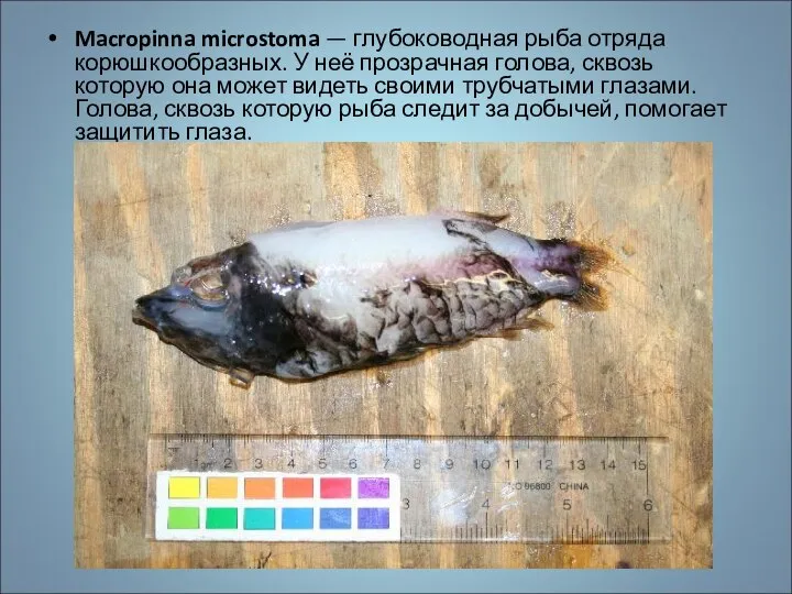 Macropinna microstoma — глубоководная рыба отряда корюшкообразных. У неё прозрачная голова,