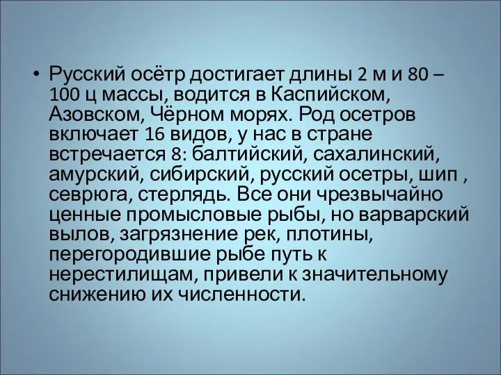 Русский осётр достигает длины 2 м и 80 – 100 ц