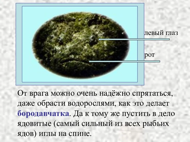 От врага можно очень надёжно спрятаться, даже обрасти водорослями, как это