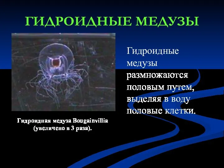 ГИДРОИДНЫЕ МЕДУЗЫ Гидроидная медуза Bougainvillia (увеличено в 3 раза). Гидроидные медузы