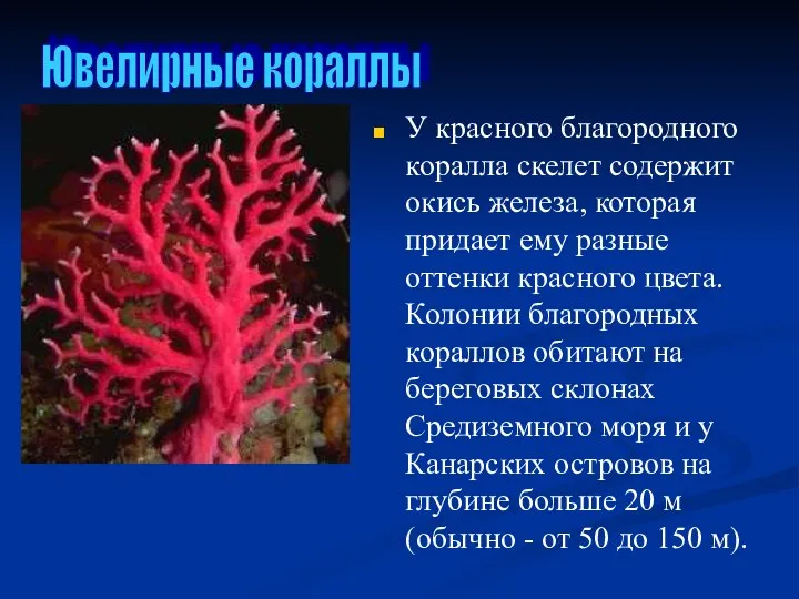 У красного благородного коралла скелет содержит окись железа, которая придает ему