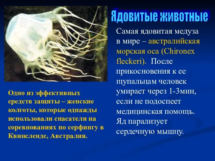 Ядовитые животные Самая ядовитая медуза в мире – австралийская морская оса