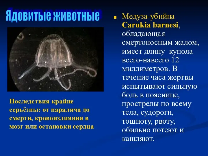 Медуза-убийца Carukia barnesi, обладающая смертоносным жалом, имеет длину купола всего-навсего 12