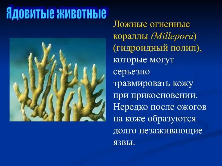 Ядовитые животные Ложные огненные кораллы (Millepora) (гидроидный полип), которые могут серьезно