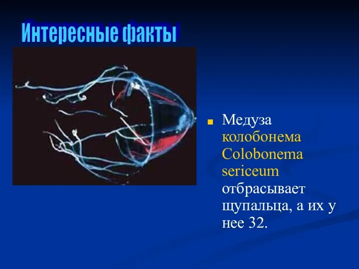 Медуза колобонема Colobonema sericeum отбрасывает щупальца, а их у нее 32. Интересные факты