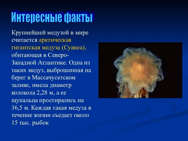 Интересные факты Крупнейшей медузой в мире считается арктическая гигантская медуза (Cyanea),