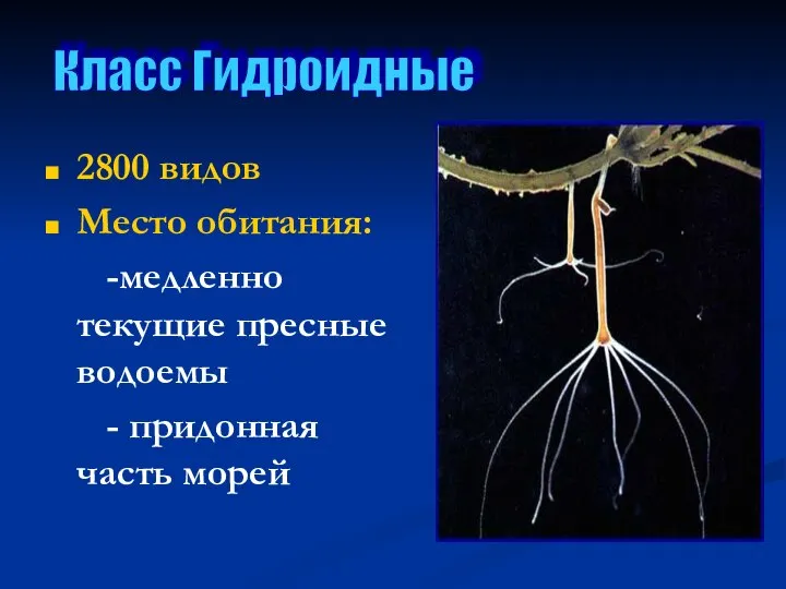 2800 видов Место обитания: -медленно текущие пресные водоемы - придонная часть морей Класс Гидроидные