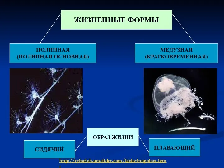 ЖИЗНЕННЫЕ ФОРМЫ ПОЛИПНАЯ (ПОЛИПНАЯ ОСНОВНАЯ) МЕДУЗНАЯ (КРАТКОВРЕМЕННАЯ) ОБРАЗ ЖИЗНИ СИДЯЧИЙ ПЛАВАЮЩИЙ http://rybafish.umclidet.com/kishe4nopolost.html