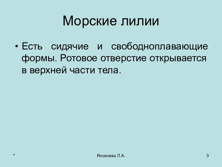 * Яковлева Л.А. Морские лилии Есть сидячие и свободноплавающие формы. Ротовое