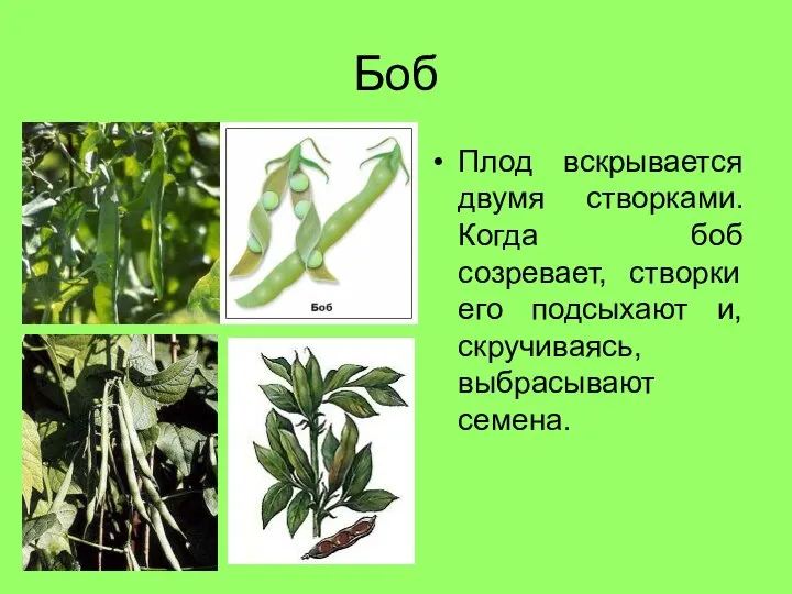 Боб Плод вскрывается двумя створками. Когда боб созревает, створки его подсыхают и, скручиваясь, выбрасывают семена.