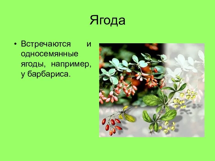 Ягода Встречаются и односемянные ягоды, например, у барбариса.