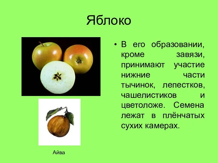 Яблоко В его образовании, кроме завязи, принимают участие нижние части тычинок,