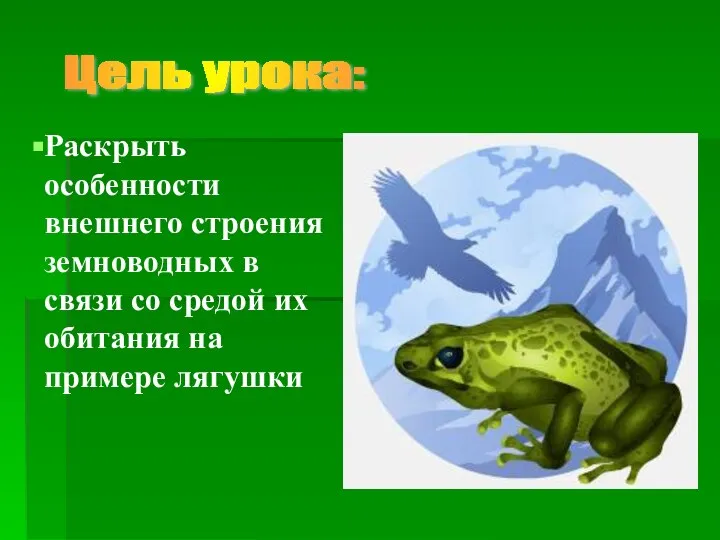 Раскрыть особенности внешнего строения земноводных в связи со средой их обитания на примере лягушки Цель урока: