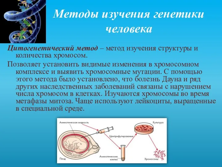 Методы изучения генетики человека Цитогенетический метод – метод изучения структуры и