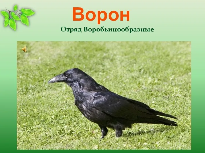 Ворон Отряд Воробьинообразные