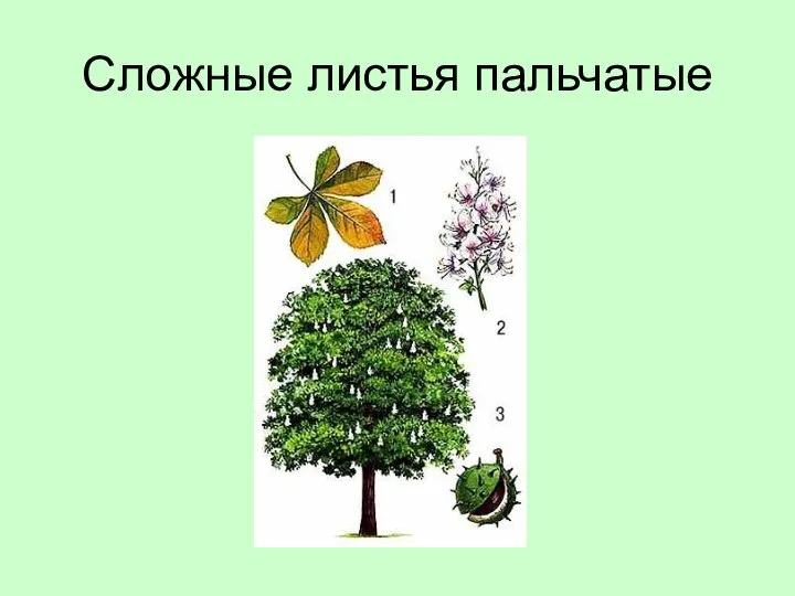 Сложные листья пальчатые