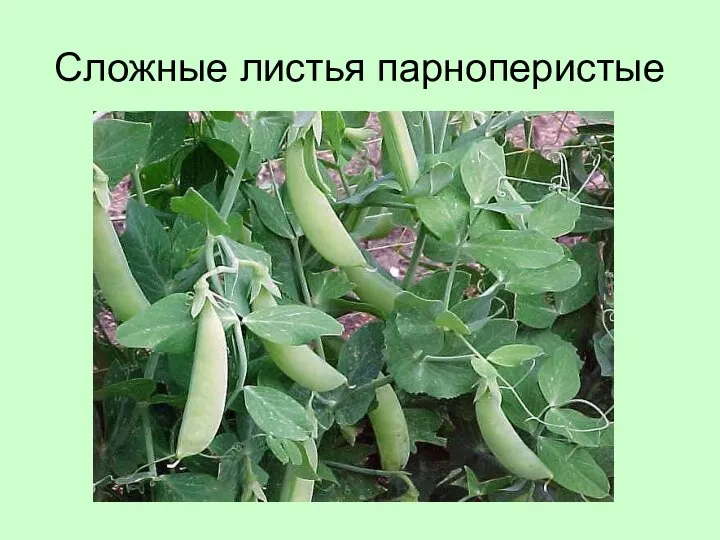 Сложные листья парноперистые