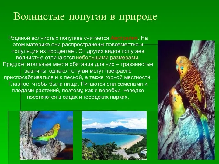 Волнистые попугаи в природе Родиной волнистых попугаев считается Австралия. На этом