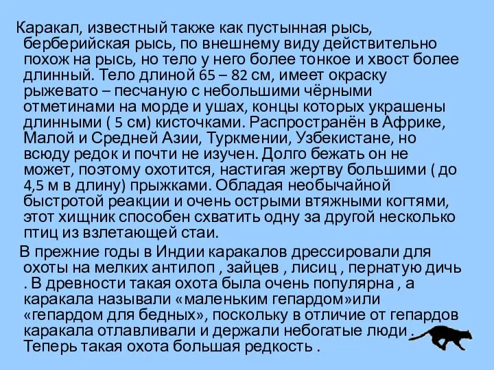 Каракал, известный также как пустынная рысь, берберийская рысь, по внешнему виду