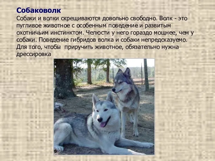 Собаковолк Собаки и волки скрещиваются довольно свободно. Волк - это пугливое