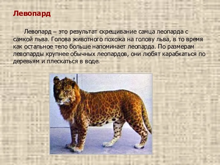 Левопард Левопард – это результат скрещивание самца леопарда с самкой льва.