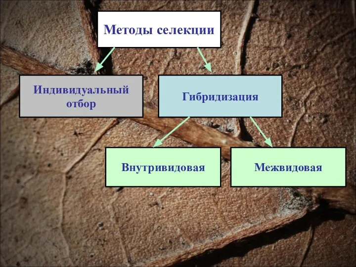 Методы селекции Индивидуальный отбор Гибридизация Межвидовая Внутривидовая