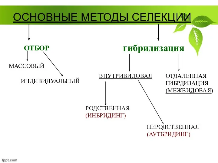 ОСНОВНЫЕ МЕТОДЫ СЕЛЕКЦИИ ОТБОР гибридизация МАССОВЫЙ ИНДИВИДУАЛЬНЫЙ РОДСТВЕННАЯ (ИНБРИДИНГ) НЕРОДСТВЕННАЯ (АУТБРИДИНГ) ВНУТРИВИДОВАЯ ОТДАЛЕННАЯ ГИБРДИЗАЦИЯ (МЕЖВИДОВАЯ)