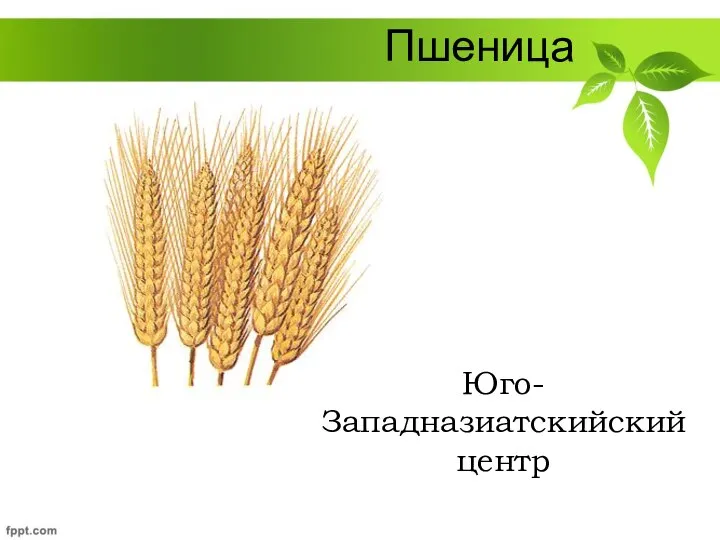 Пшеница Юго-Западназиатскийский центр