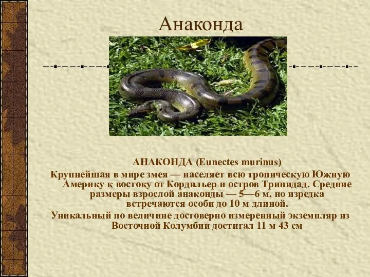 Анаконда АНАКОНДА (Eunectes murinus) Крупнейшая в мире змея — населяет всю