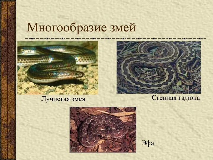 Многообразие змей Лучистая змея Степная гадюка Эфа